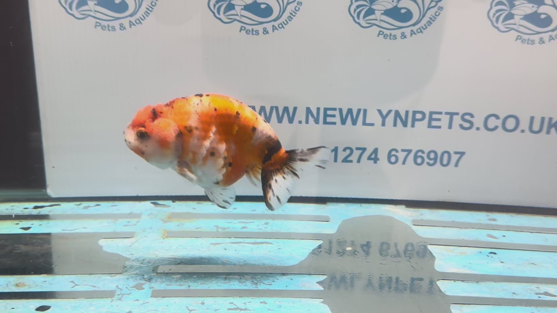 Calico Ranchu 11cm Fancy Goldfish R02