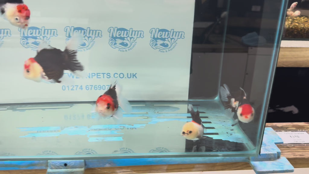 Elite Tri Colour Oranda Fancy Goldfish 8-9cm