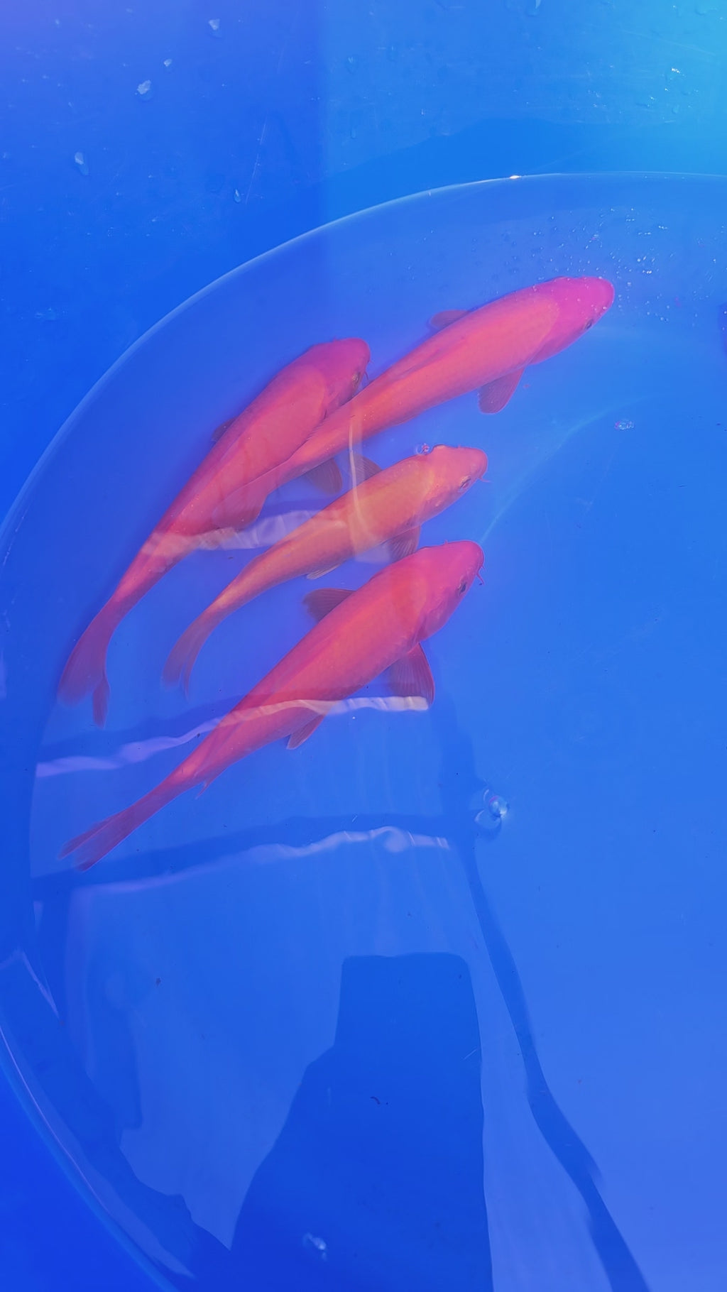 Japanese Koi 18-22cm