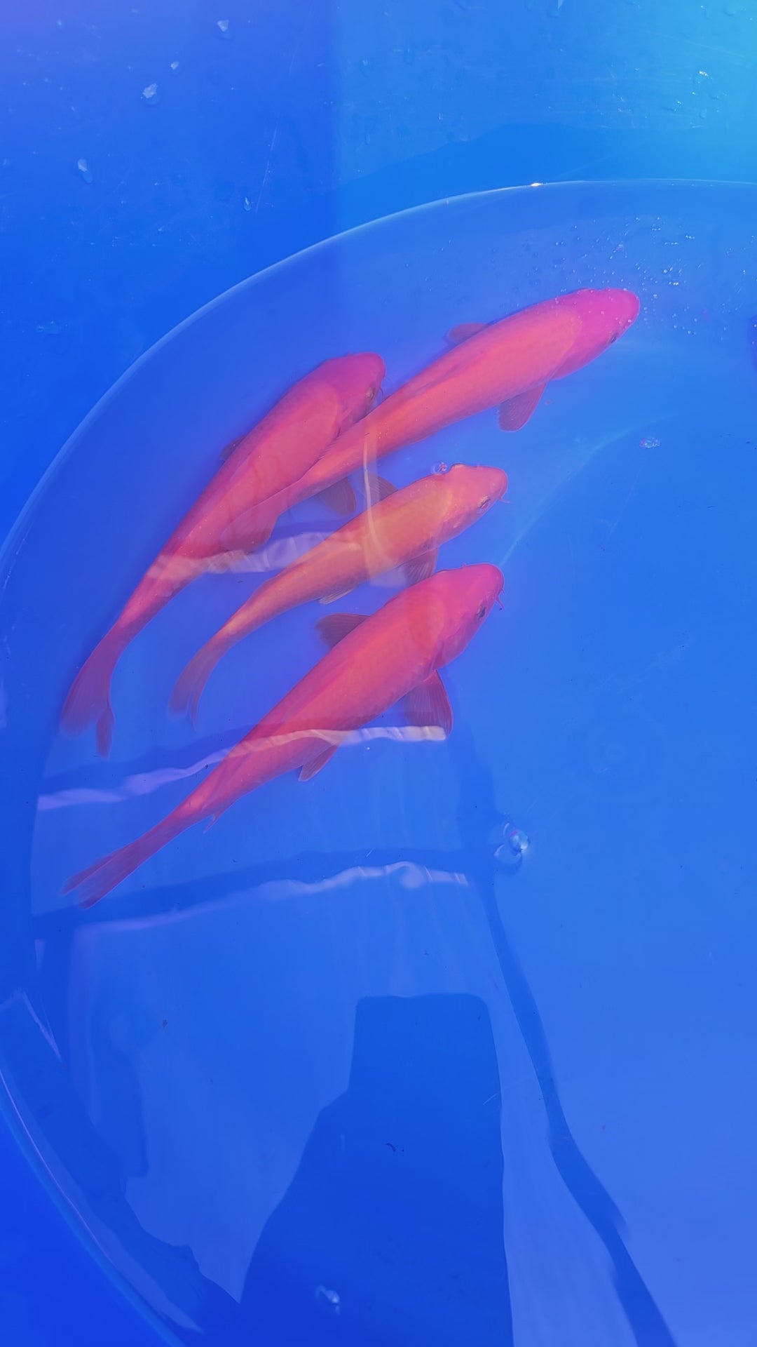Japanese Koi 18-22cm