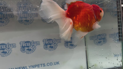 Jumbo Oranda  16cm (Fish in photo) #19