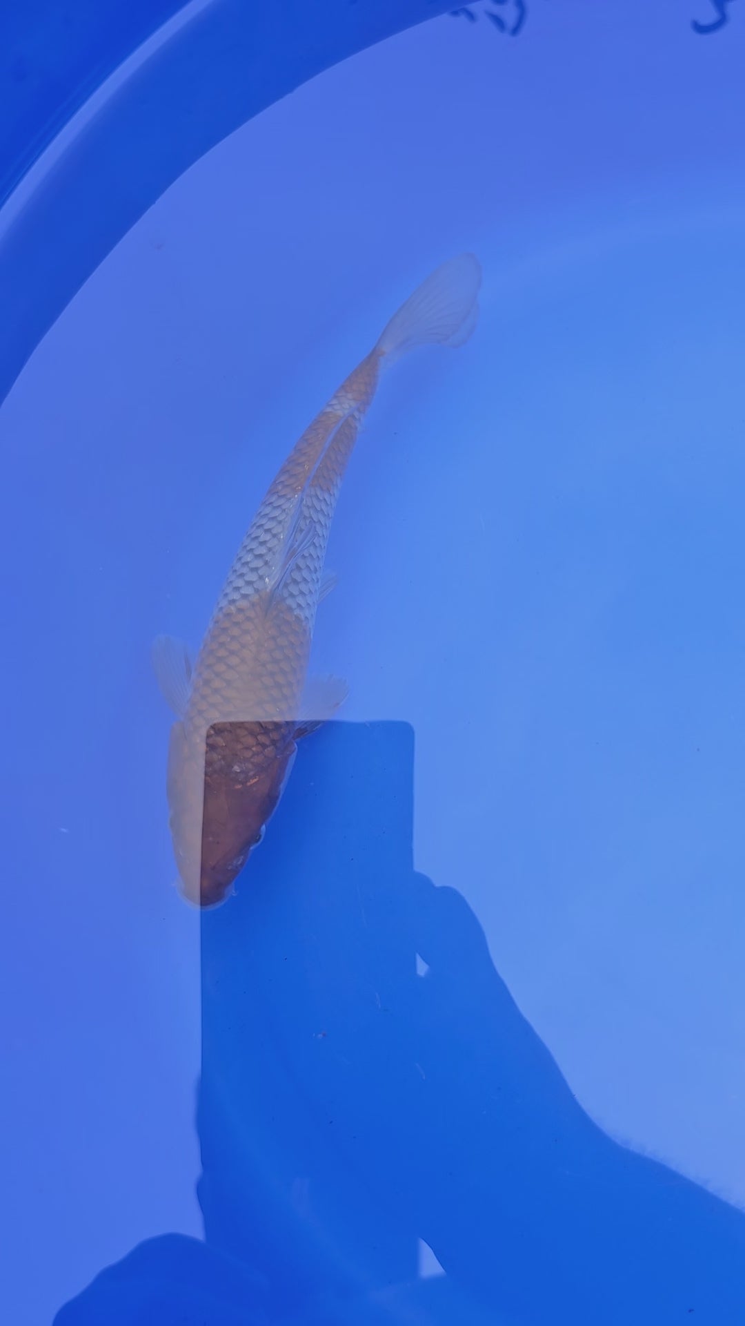 Japanese Koi Ochiba 8-9" (Fish in Photo) (TF P3) #2