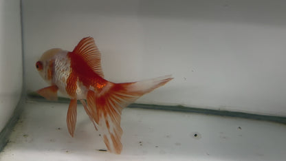 Oranda Red/White Fancy Goldfish 11cm (Fish in Photo)