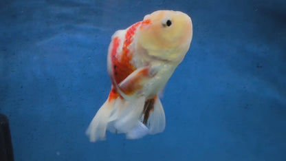 Oranda Peacock Tail 14cm (Fish in photo) Chinese Fancy Goldfish