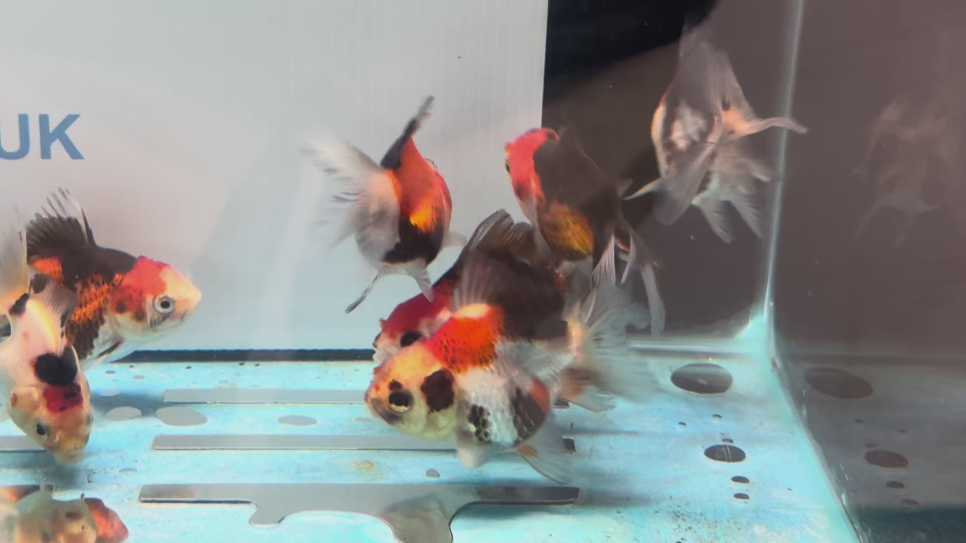 Tri Colour Oranda Fancy Goldfish 6-8cm