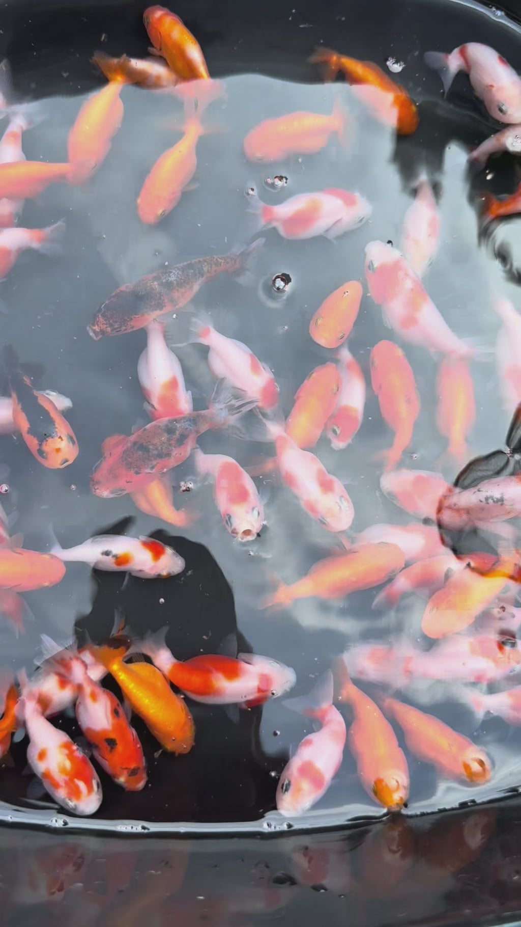 Ranchu 4-5cm Fancy Goldfish