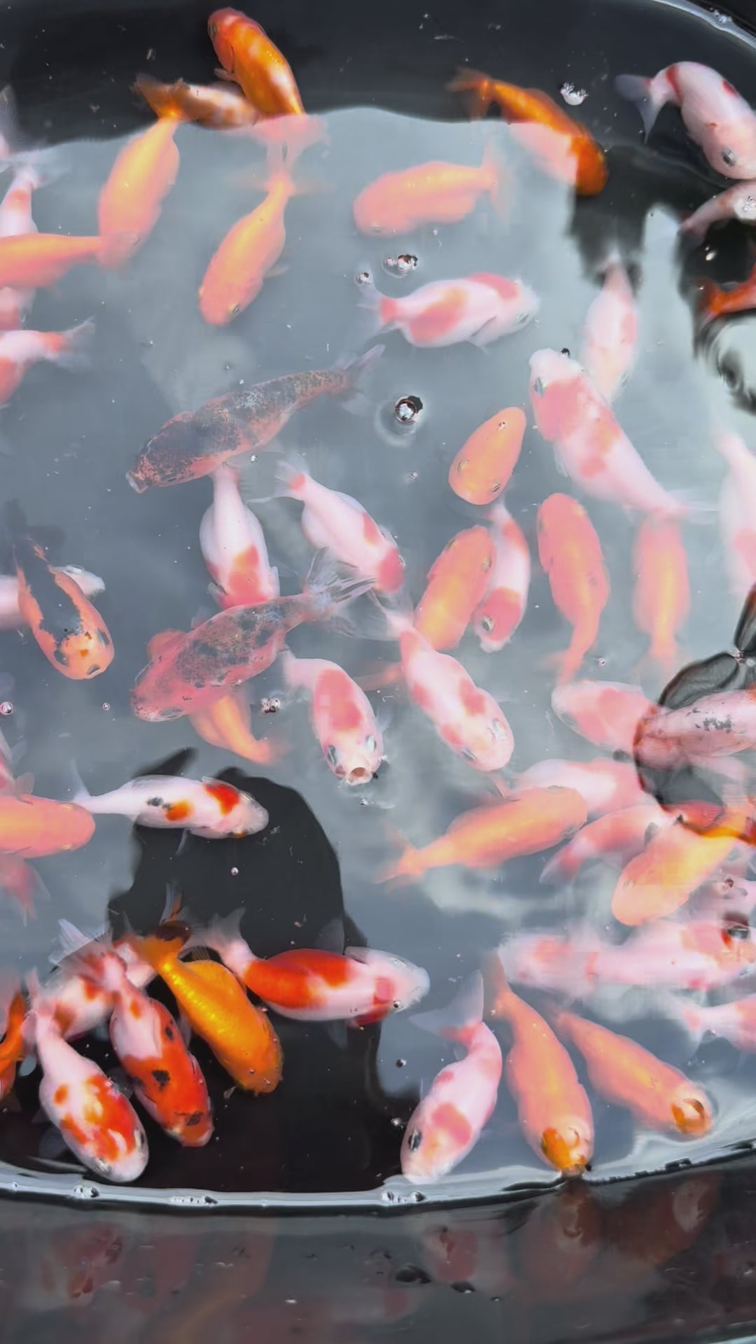 Ranchu 4-5cm Fancy Goldfish