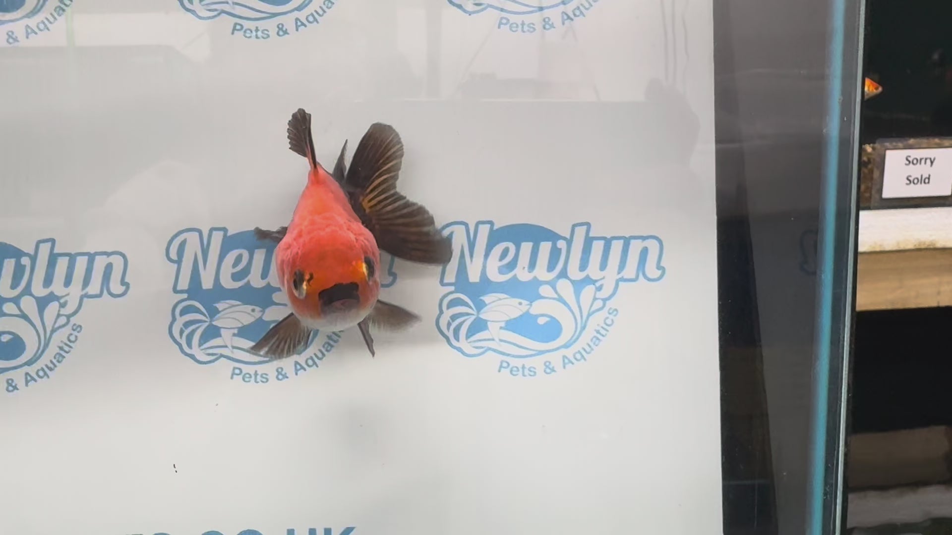 Oranda 9cm OR9 (Fish in photo)