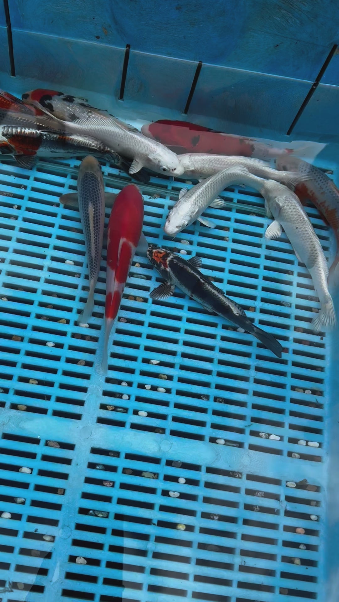 Japanese Koi 18-22cm (O 2F)