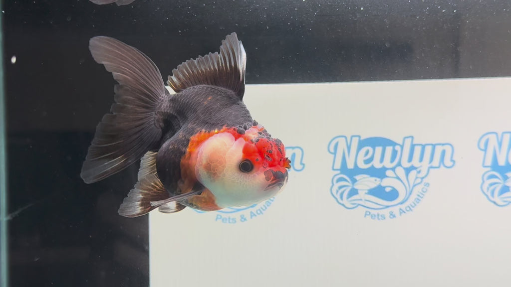 Tri Oranda 12cm