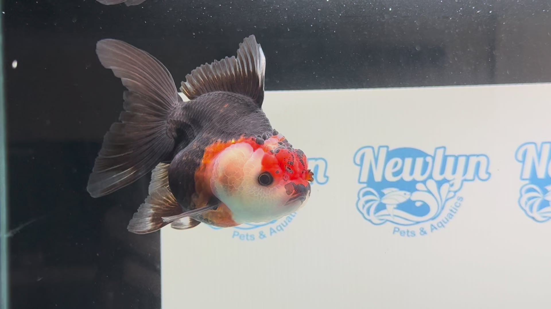 Tri Oranda 12cm