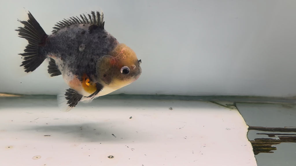 Oranda Short Tail 12-13cm OR6 (Fish in photo)