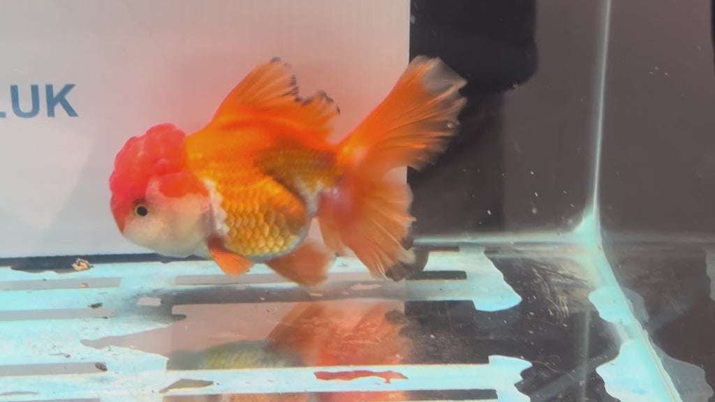 Oranda 13cm OR2 (Fish in photo)