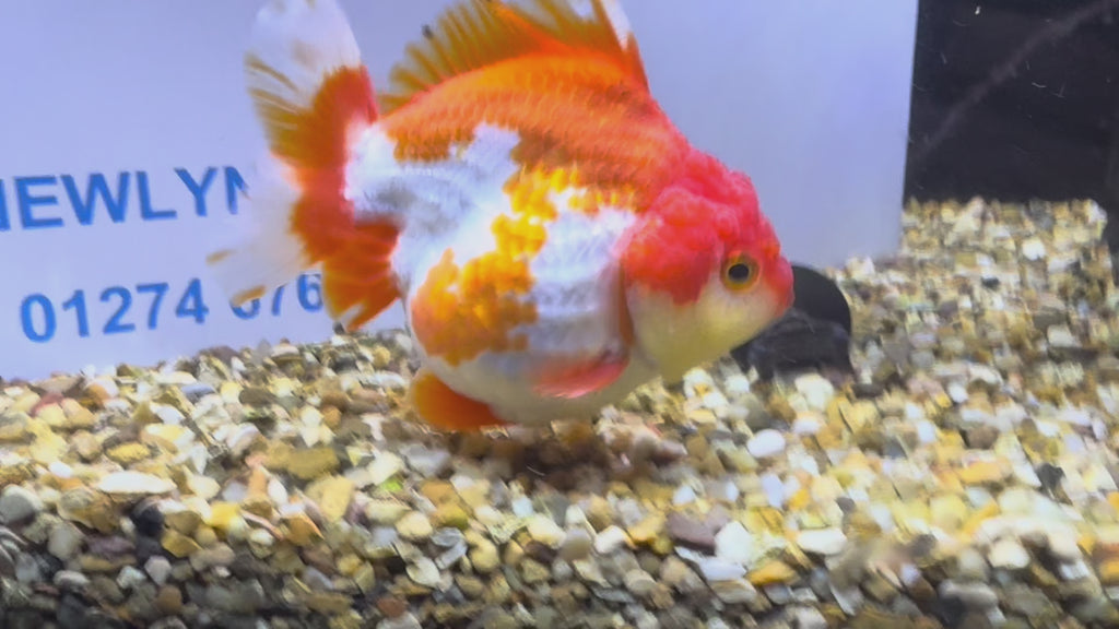 Short Tail Oranda Red/White 9-10cm (BF6A)