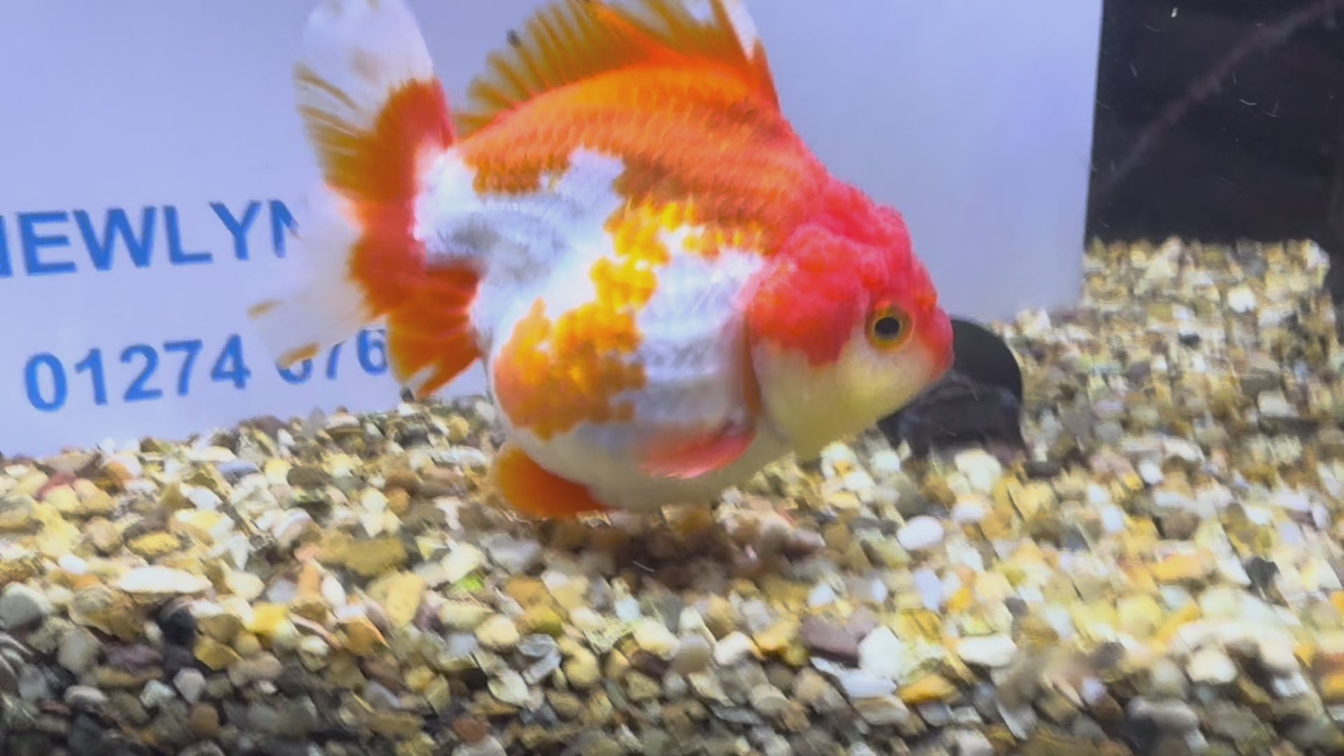 Short Tail Oranda Red/White 9-10cm (BF6A)