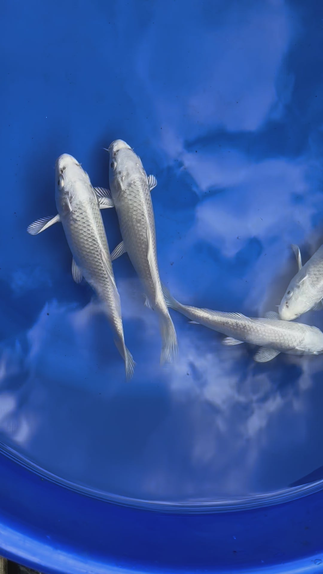 Platinum Ogon Japanese Koi 18-22cm (O 2F)