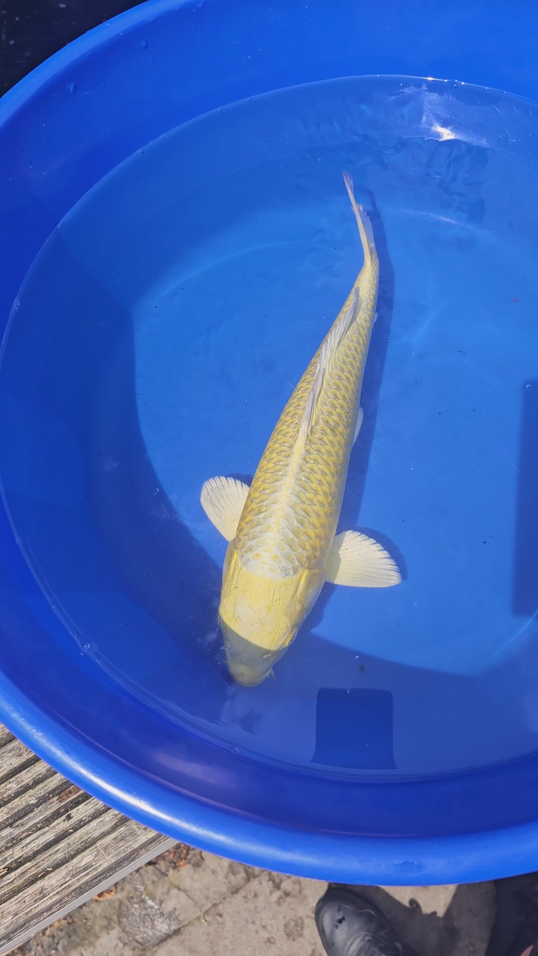 Gold Ogon Japanese Koi 16" (O 1) (Fish in Photo)
