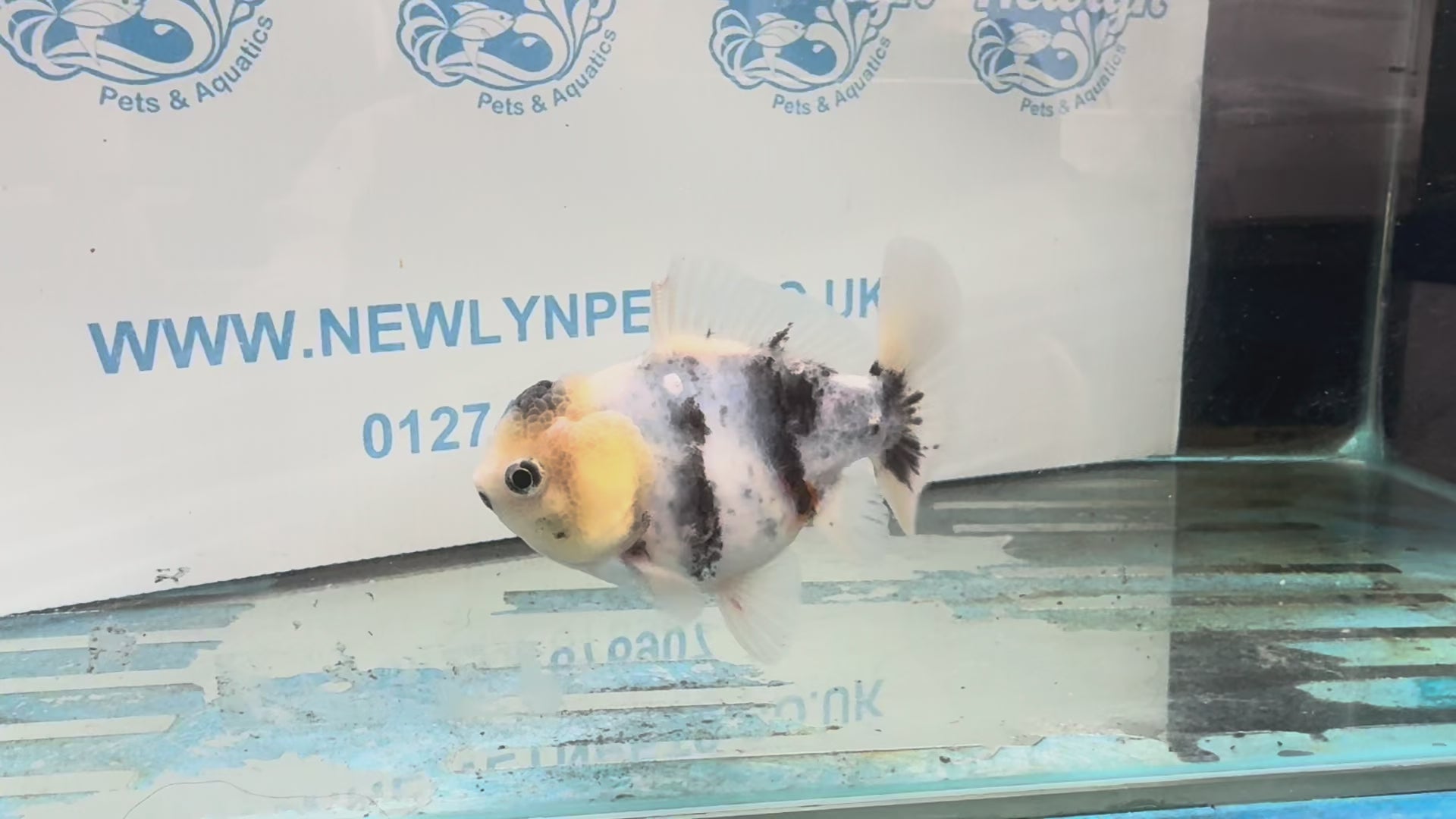 Oranda  10cm OR1 (Fish in photo)