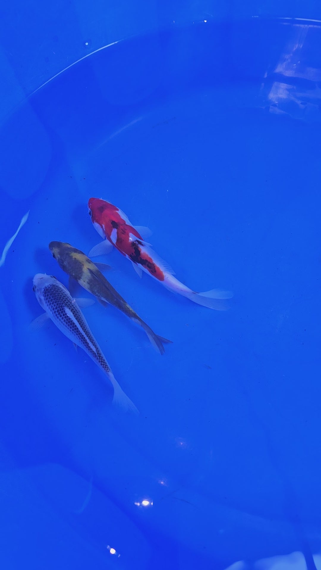 Japanese Koi 12-16cm Live Fish