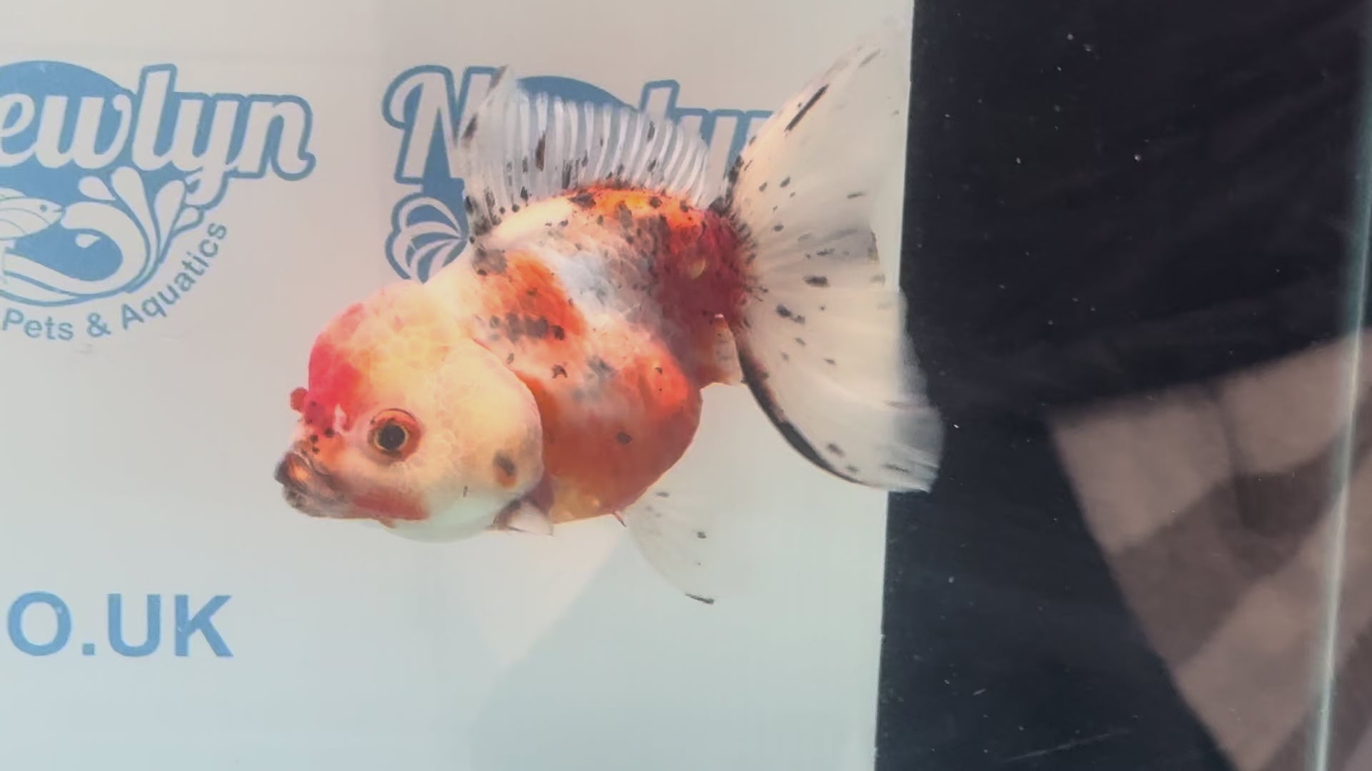 Calico Oranda 12-13cm CO3 (Fish in photo)