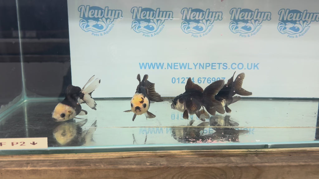 Panda Oranda Fancy Goldfish 8-9cm