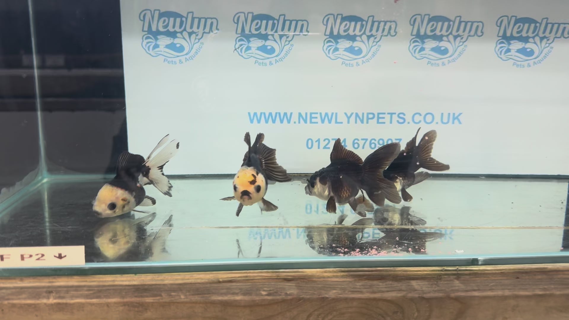Panda Oranda Fancy Goldfish 8-9cm