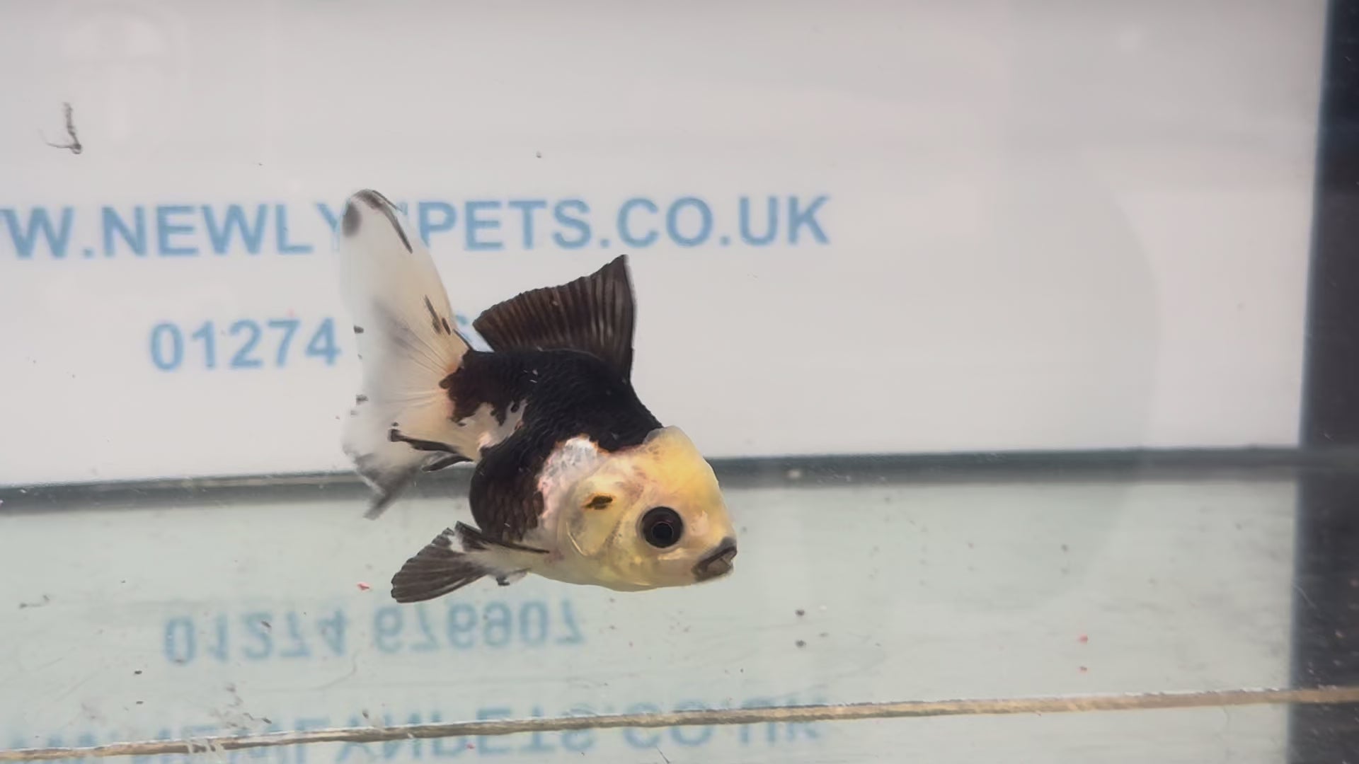Panda Oranda Fancy Goldfish 8-9cm