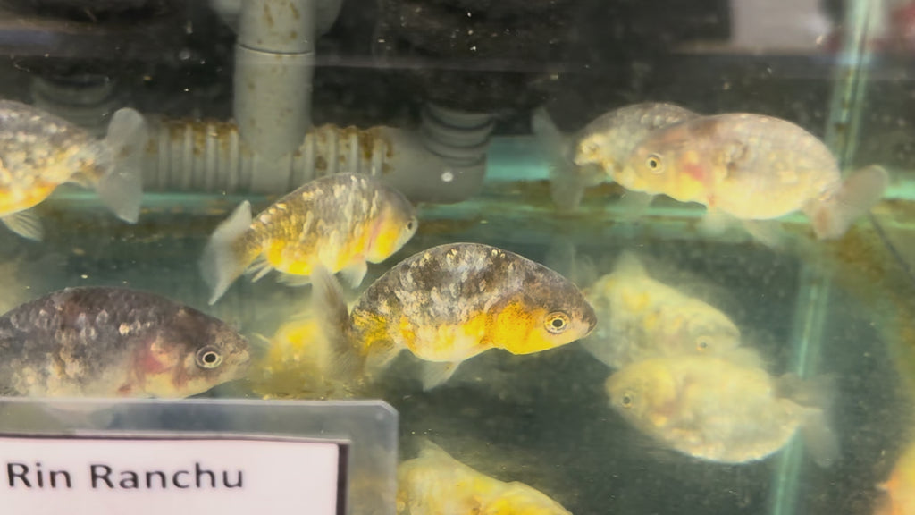 Kin Rin Ranchu 6-8cm Fancy Goldfish