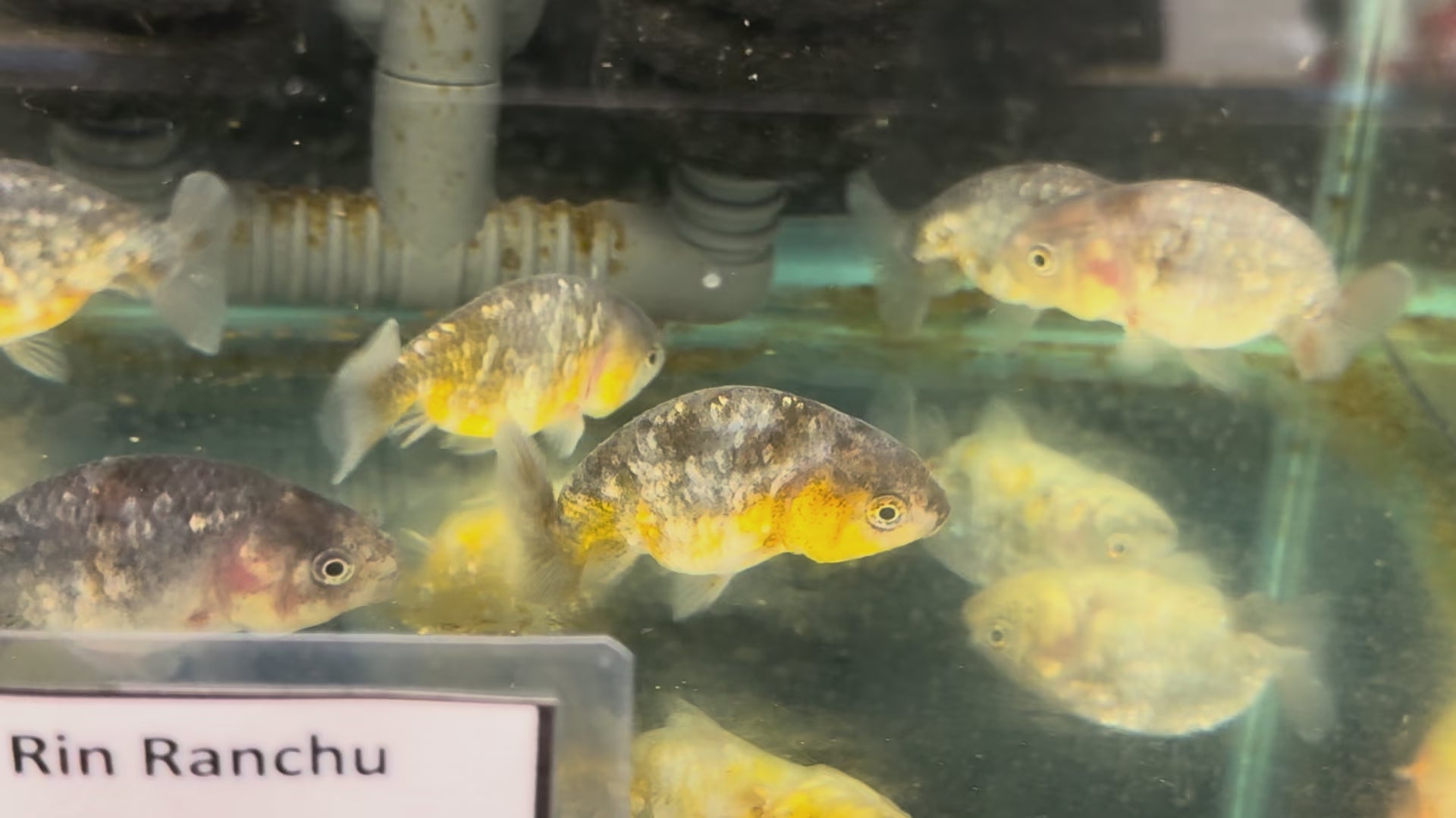 Kin Rin Ranchu 6-8cm Fancy Goldfish