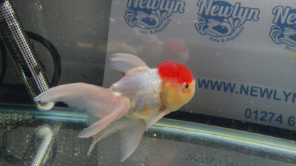 Red Cap Oranda Fancy Goldfish 13-14cm #5 (Fish In Photos)