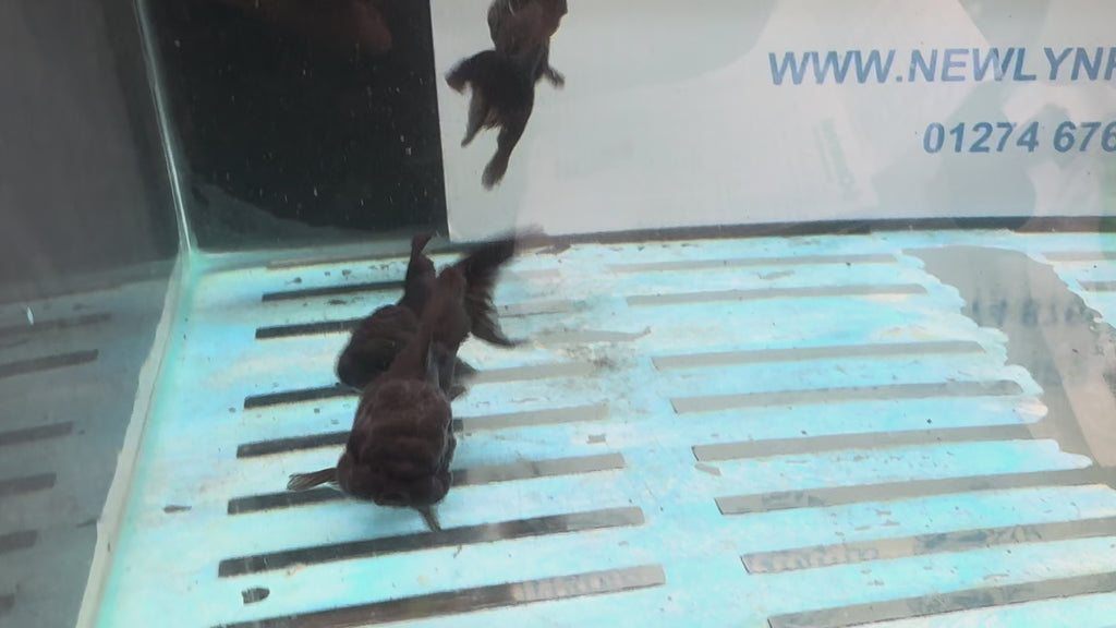 Black Oranda 7-8cm Chinese Fancy Goldfish