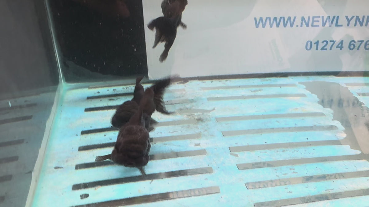 Black Oranda 7-8cm Chinese Fancy Goldfish