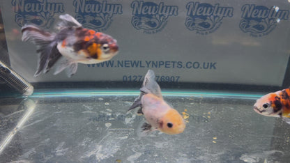 Calico Oranda Fancy Goldfish 7-8cm