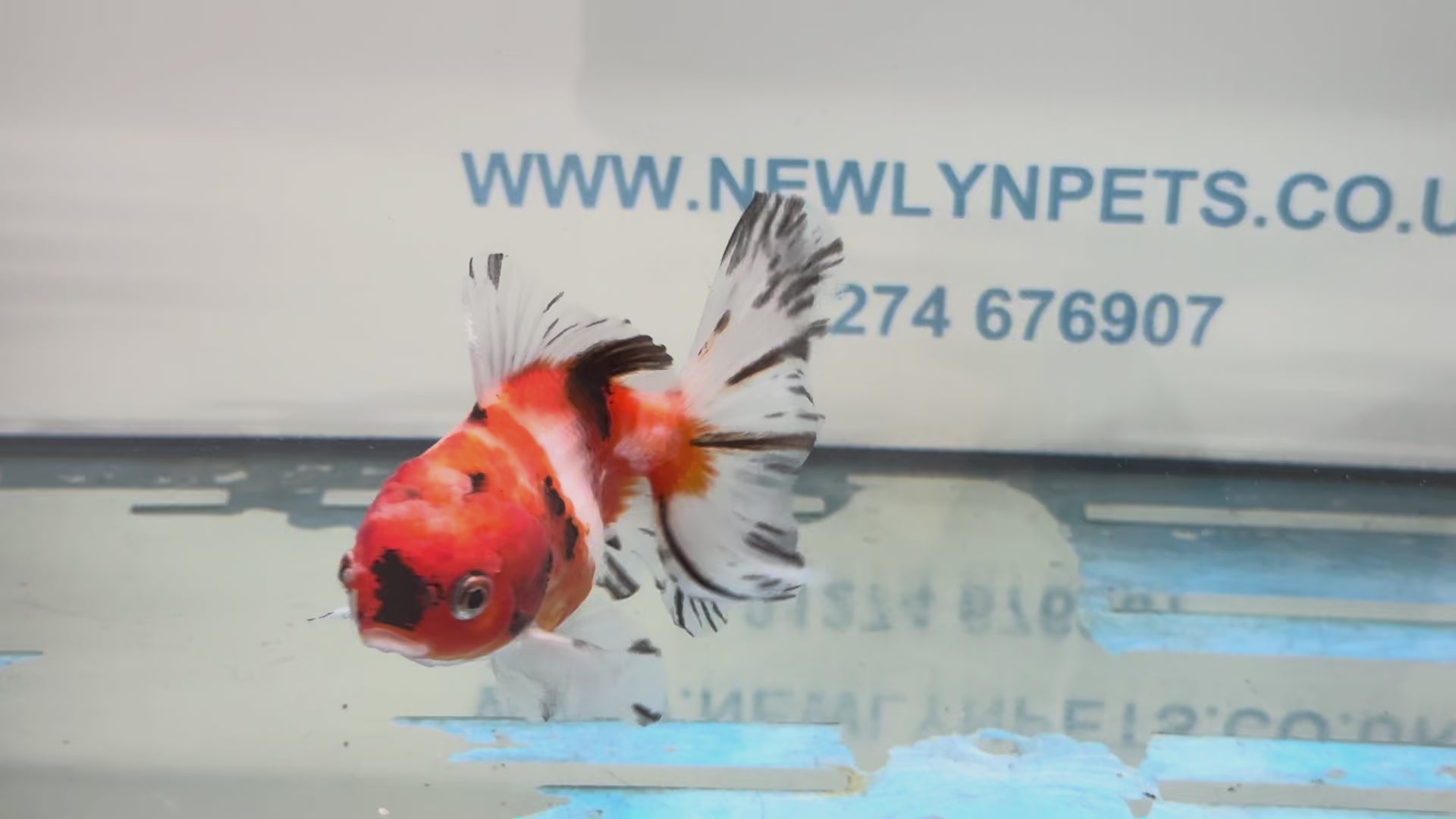 Peacock Tail  Oranda 10-11cm