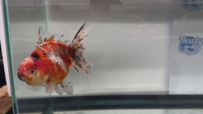 Jumbo Oranda  14-15cm (Fish in photo) #22