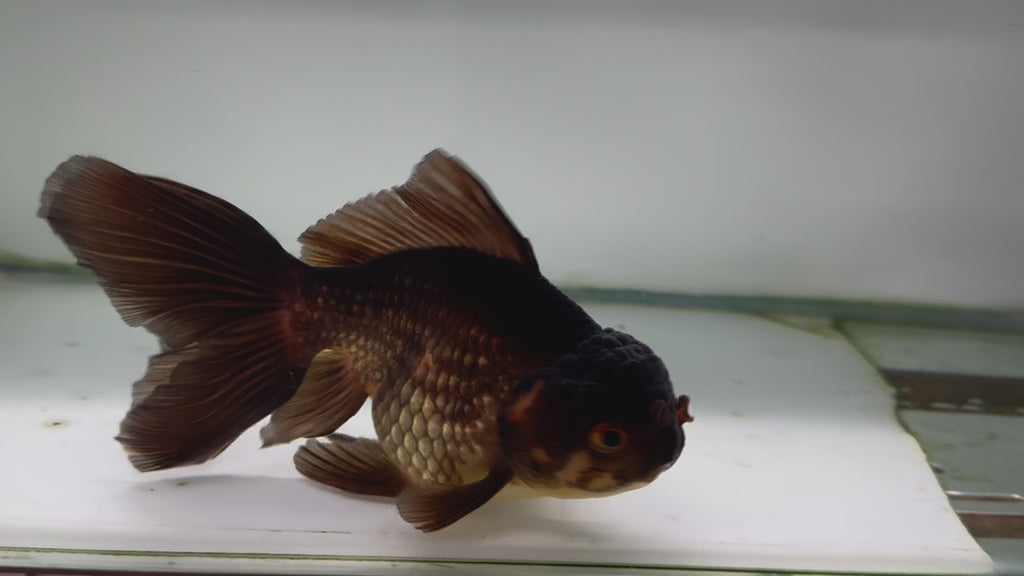 Chocolate Oranda  14cm (Fish in photo)
