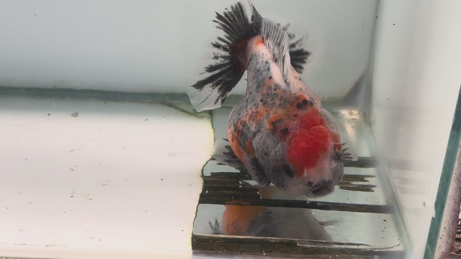 Oranda Short Tail 12-13cm OR8 (Fish in photo)