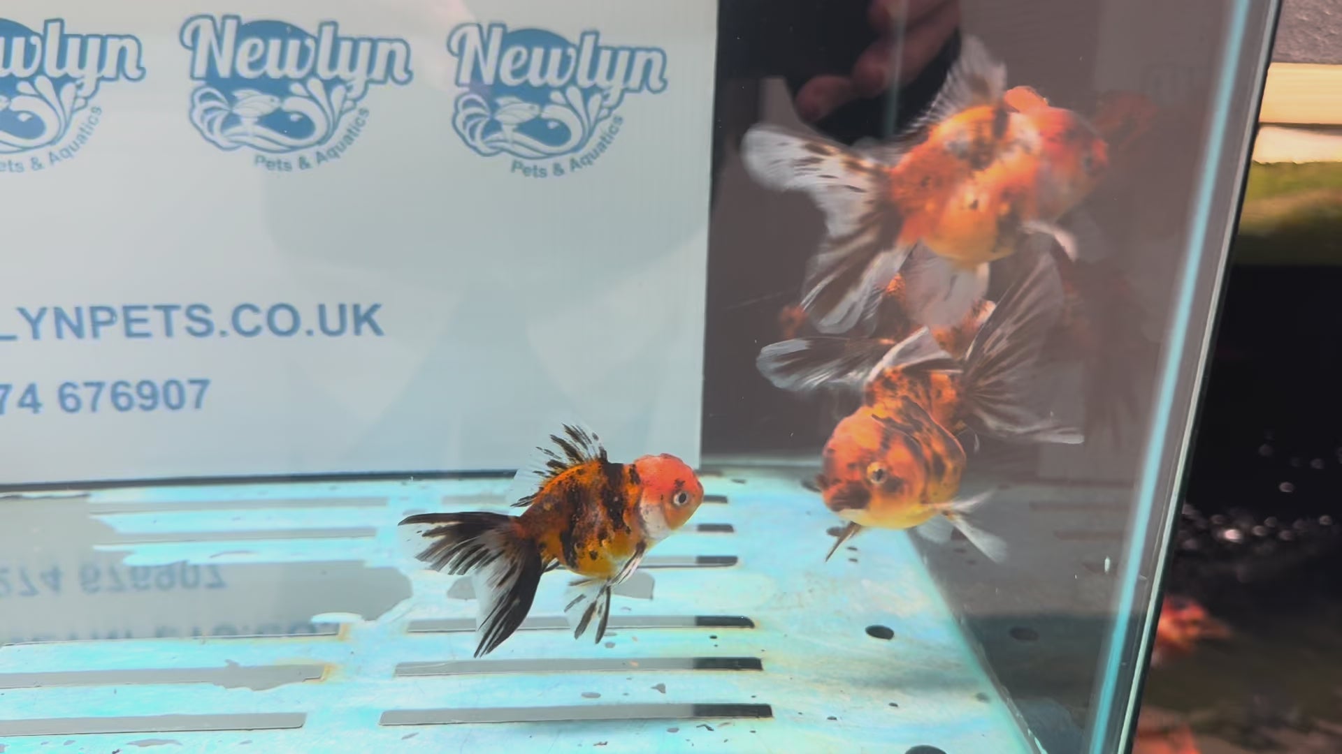 Tiger Peacock Oranda Fancy Goldfish 6-8cm