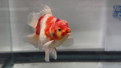 Jumbo Oranda  14-15cm (Fish in photo) #25