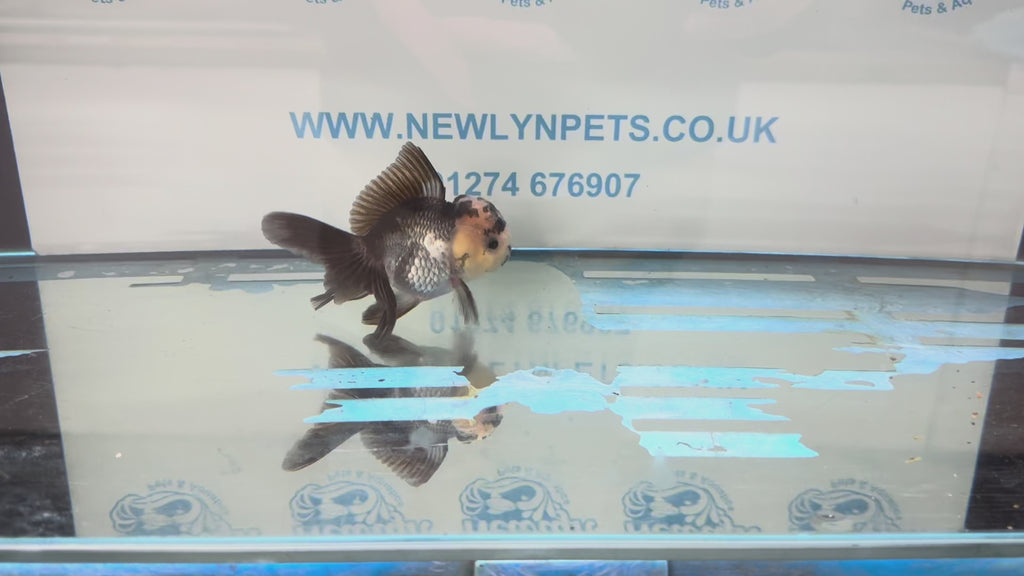 Elite Panda Oranda 9-10cm
