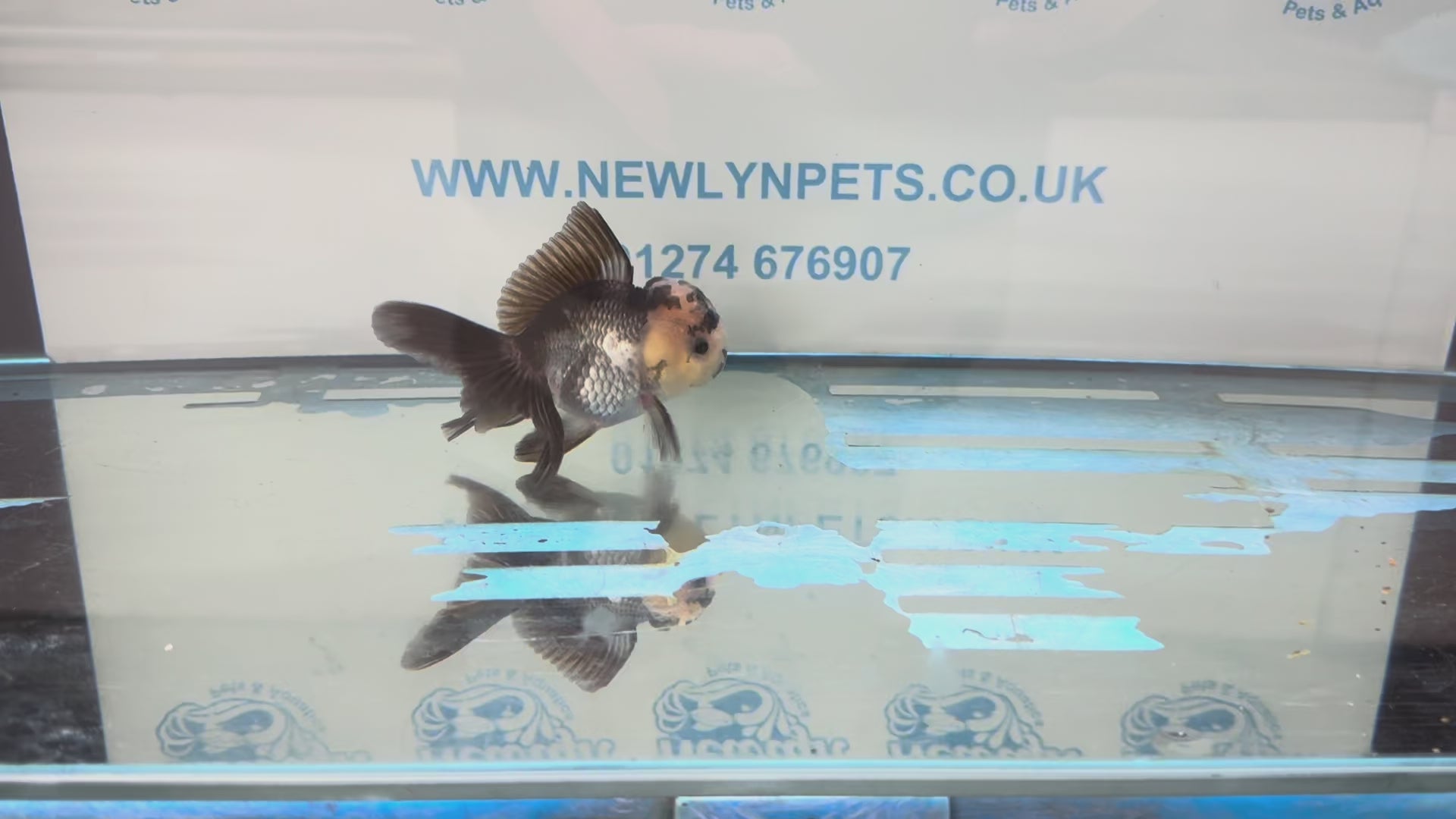 Elite Panda Oranda 9-10cm
