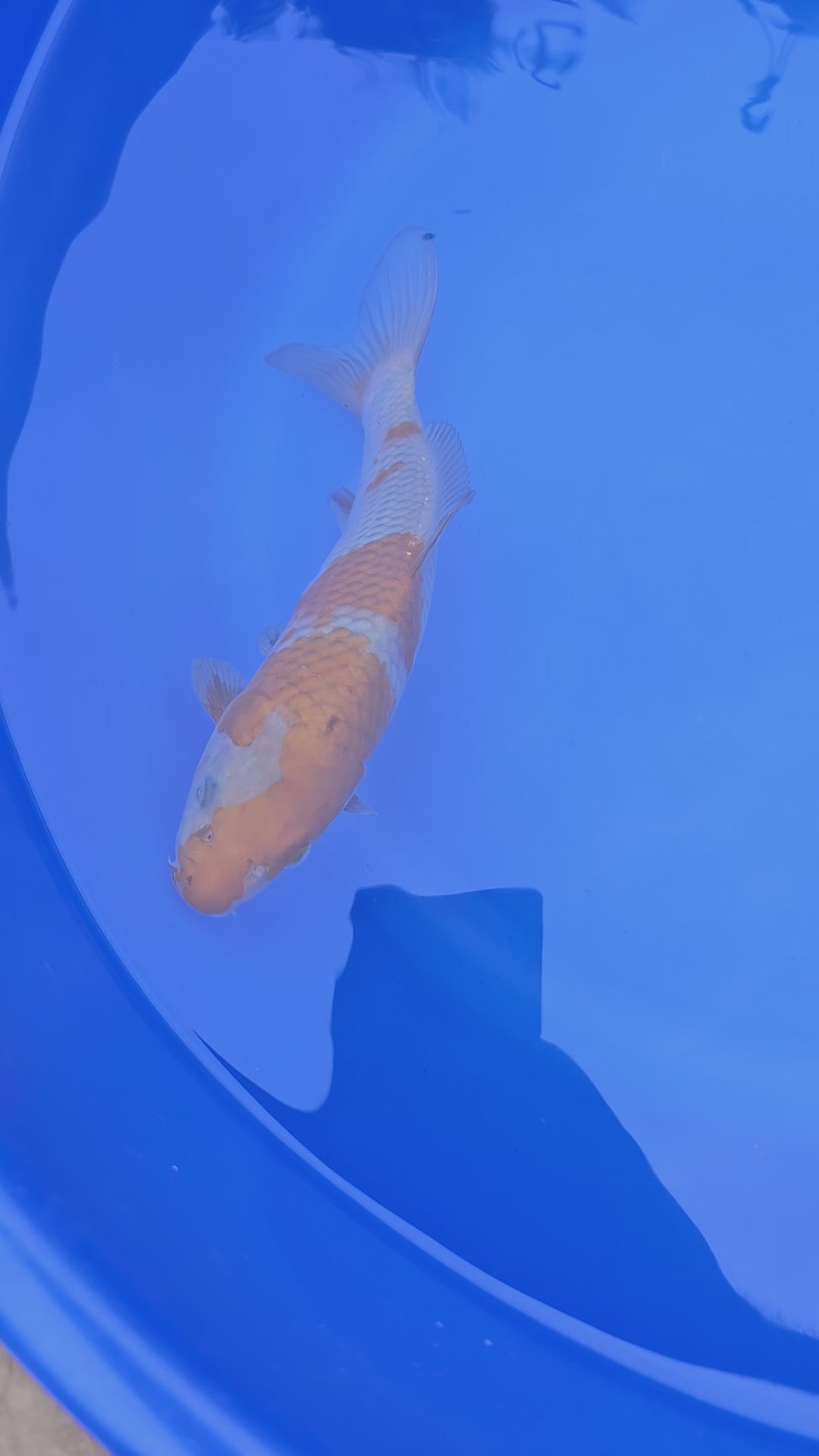 Japanese Koi Ochiba 9-10" (Fish in Photo) (TF P3)