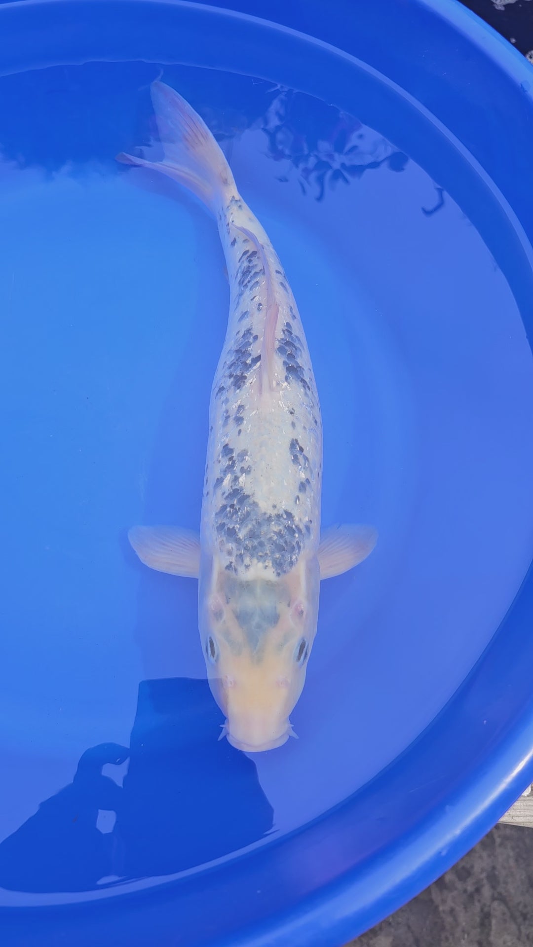 Japanese Koi Shiro 18-19" (Fish in Photo) (O 1) #7
