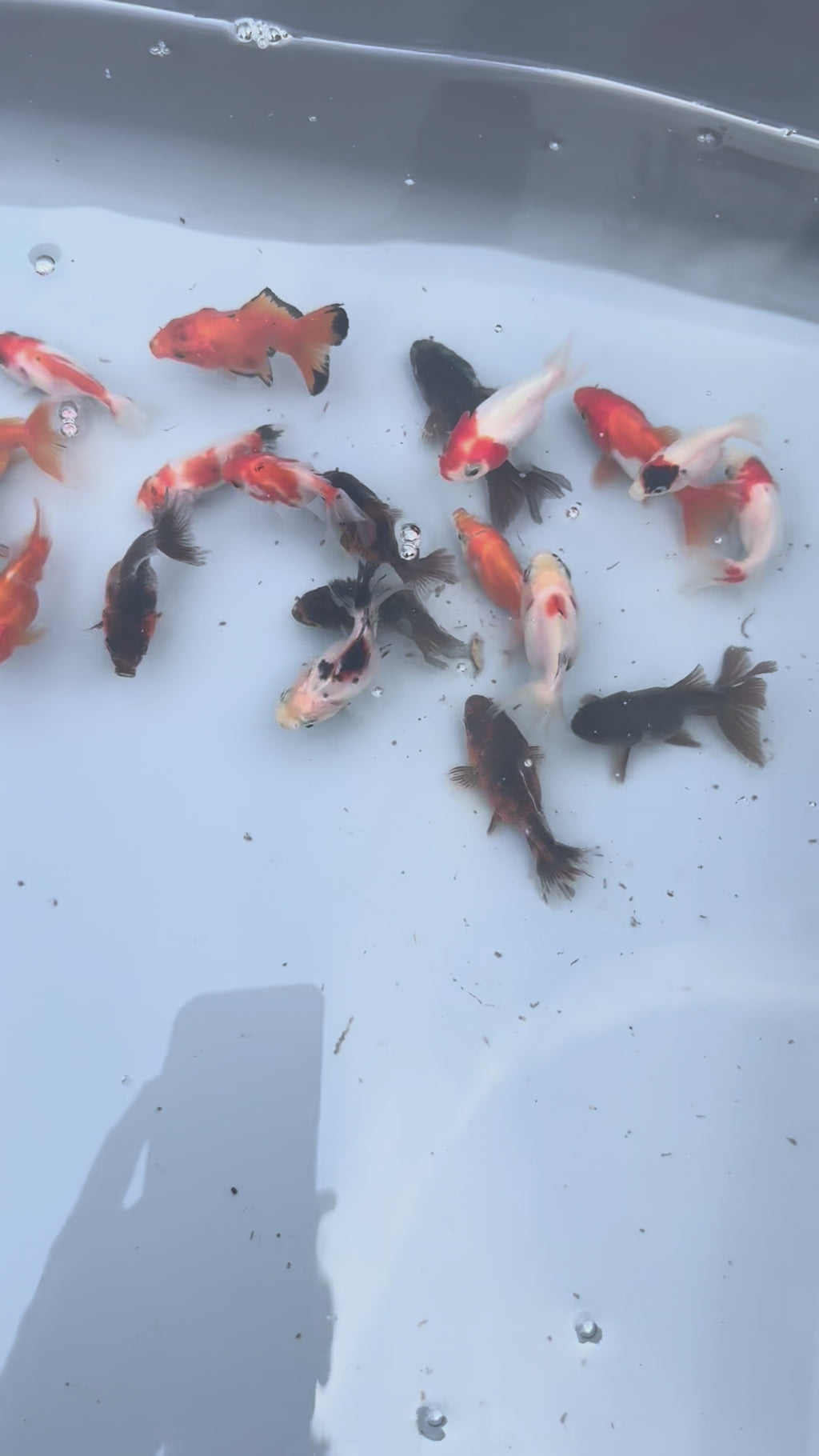 Oranda Fancy Goldfish 4-5cm (Picked at Random)