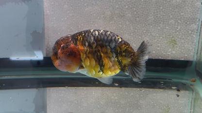 Calico Ranchu 10-11cm Fancy Goldfish Fish in Photo