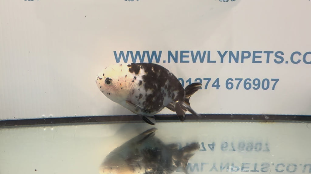Cow Ranchu 10-11cm #6 Fancy Goldfish