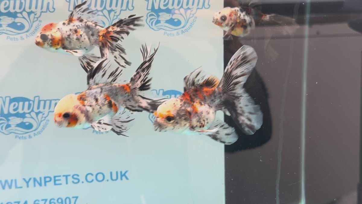Calico Oranda 8-9cm Chinese Fancy Goldfish