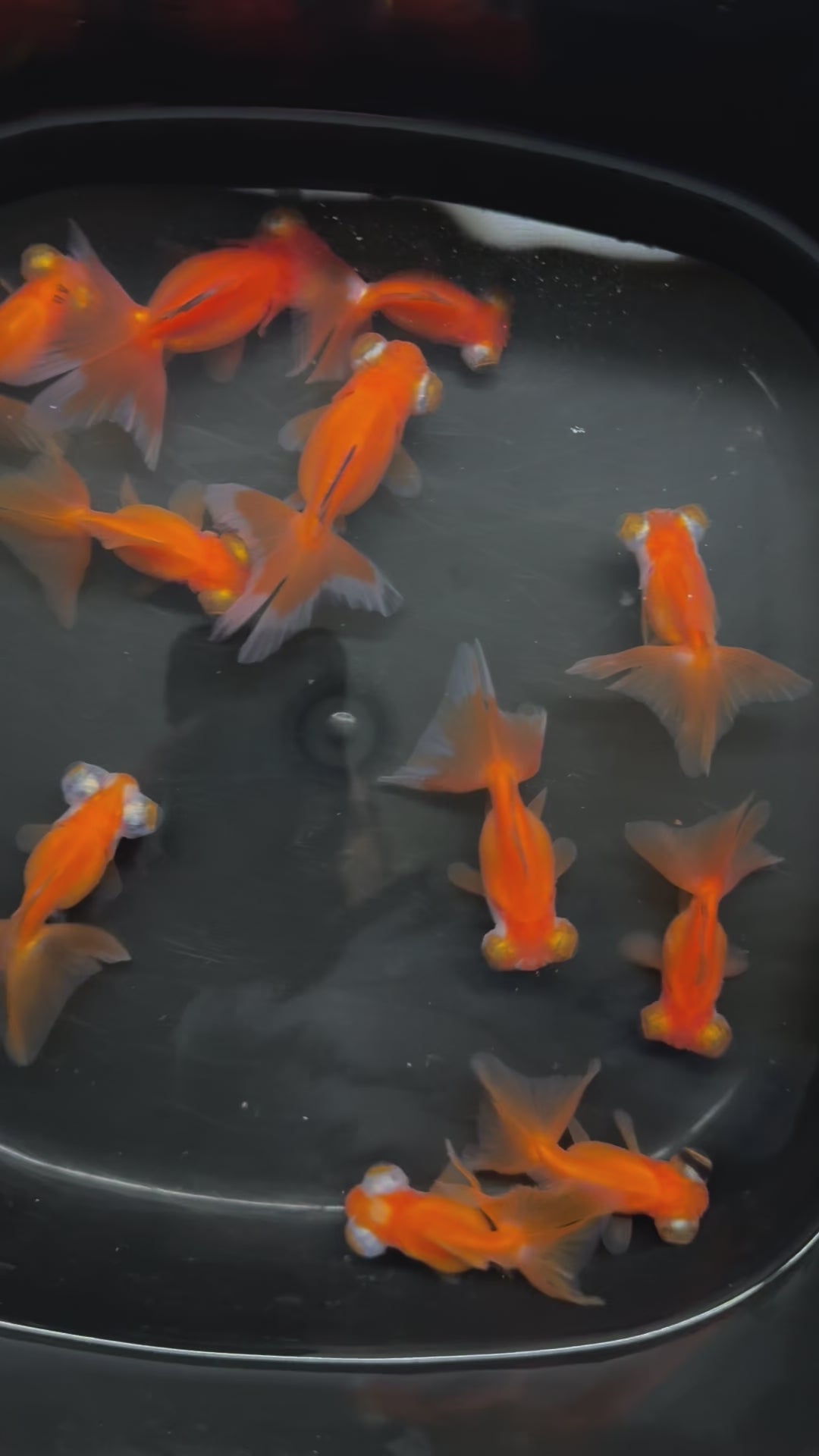 Butterfly Moor Red 6-7cm Chinese Fancy Goldfish (BF10A)