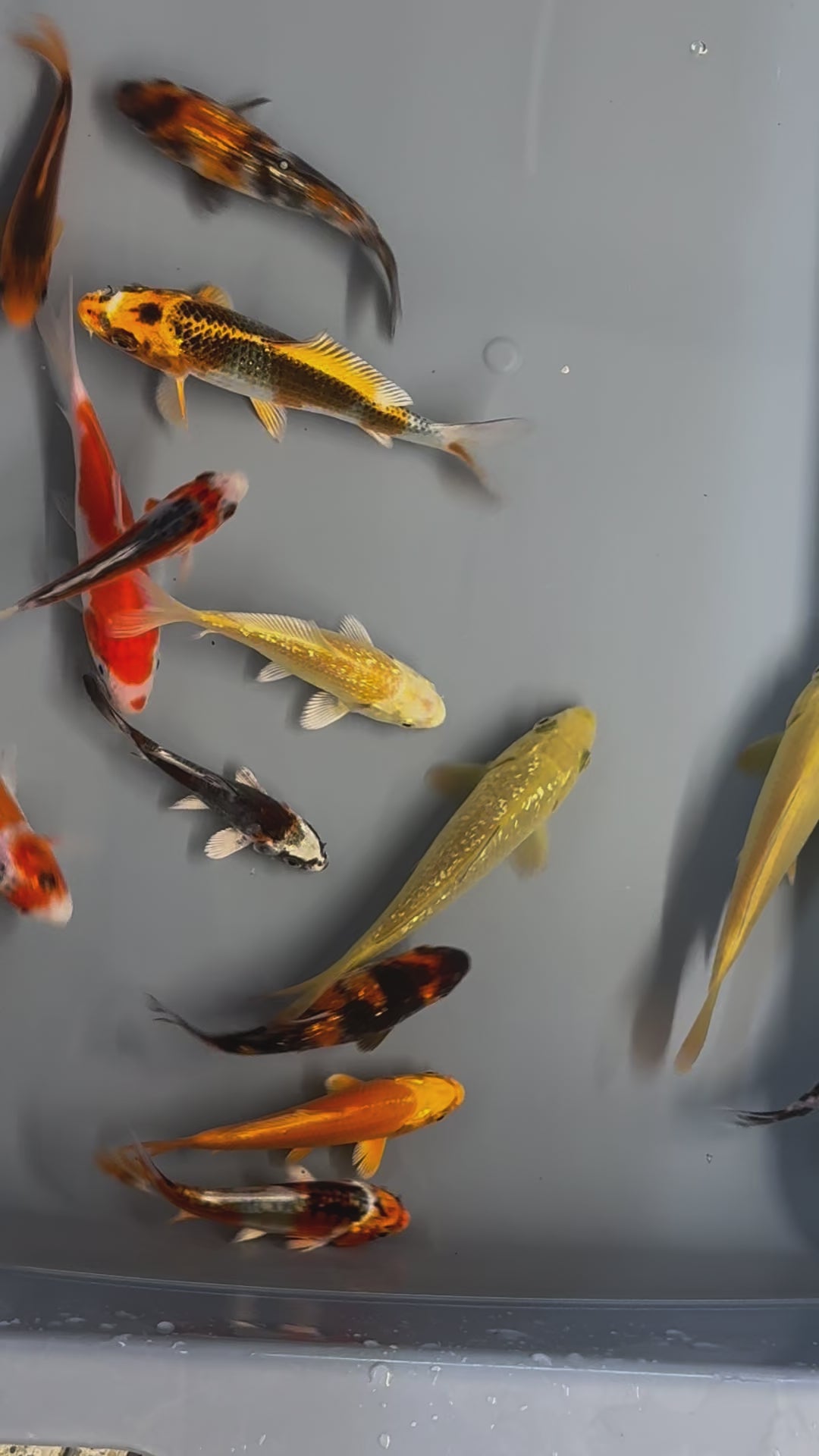 Japanese Koi 10-14cm Live Fish (TF P4)