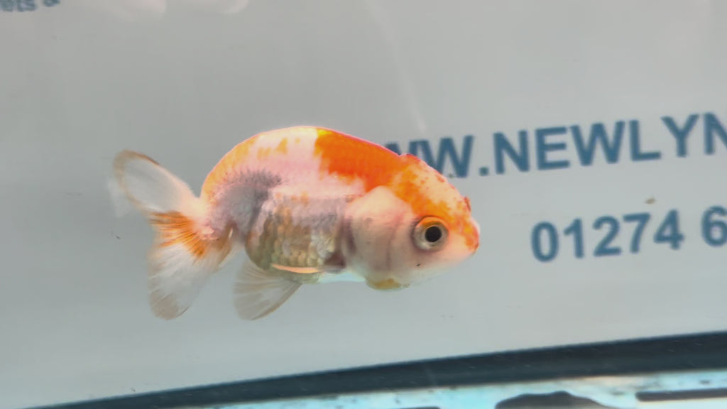 Red/White Ranchu 7-8cm Fancy Goldfish (Ran2)